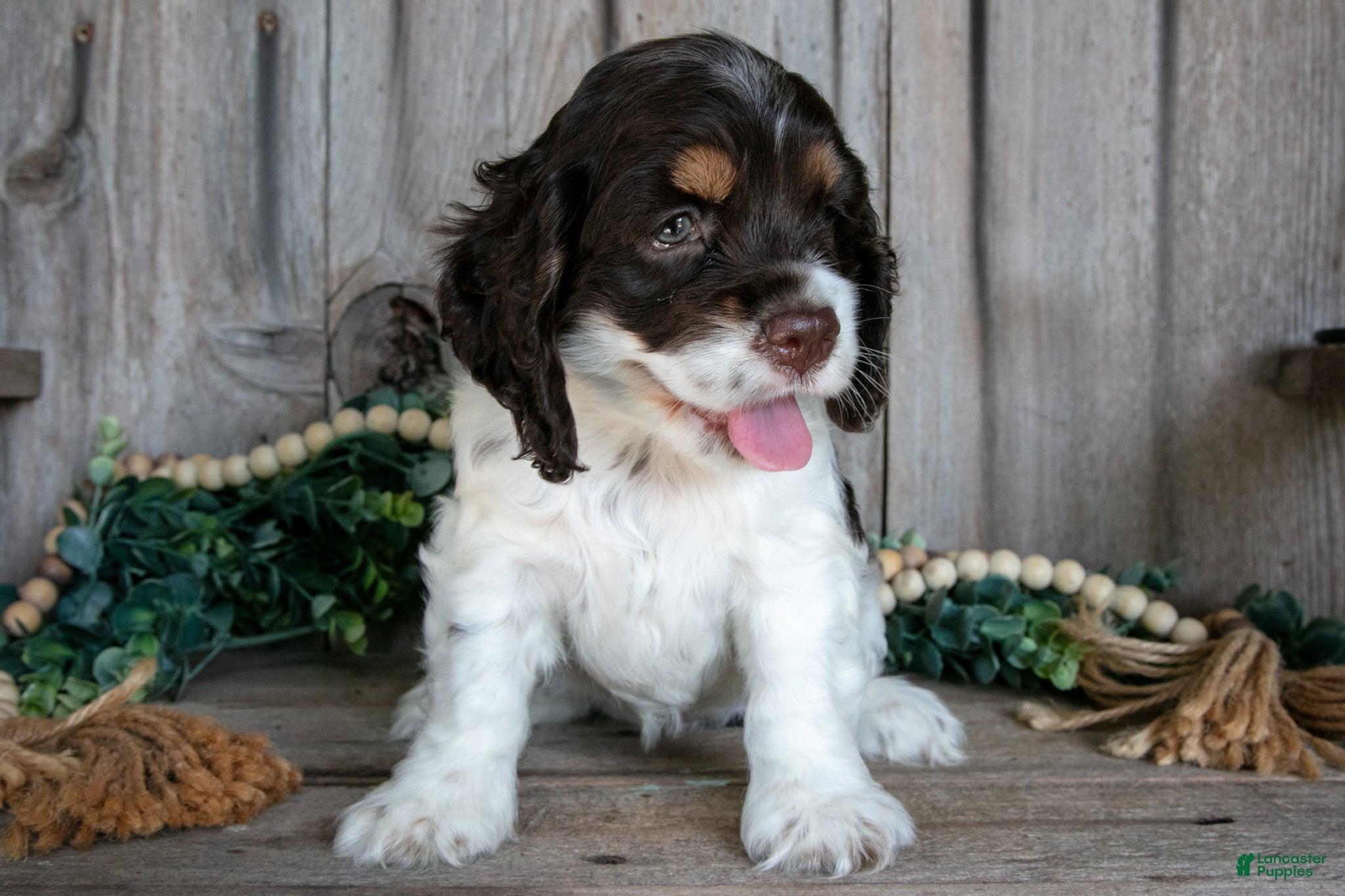 Cocker Spaniel dogs Alice - Ad 1