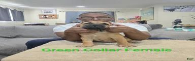 Cane Corso 2