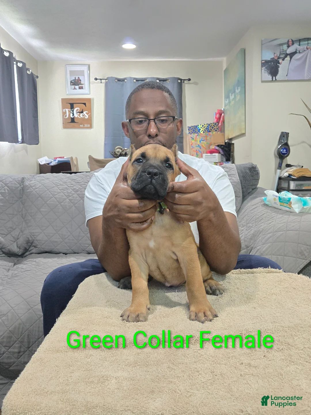 Cane Corso dogs for sale: Cane Corso 2 - Ad 1
