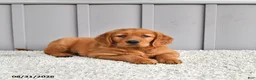Golden Retriever dogs for sale: Sadie - Ad 3