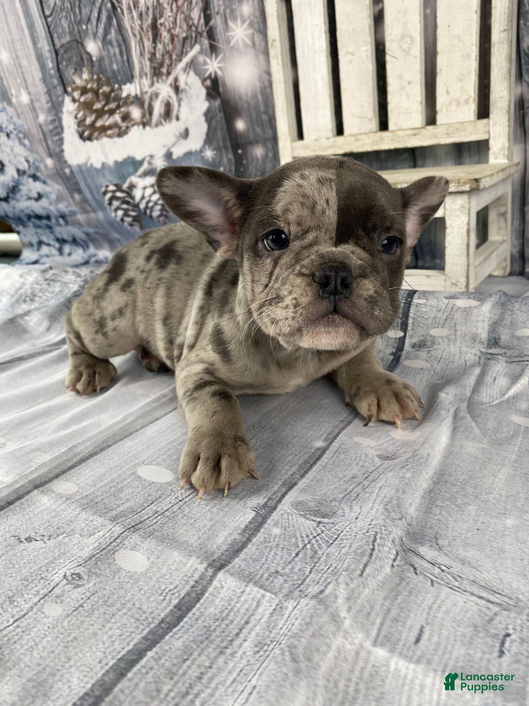 Mixed Breed dogs for sale: Betty - Ad 4