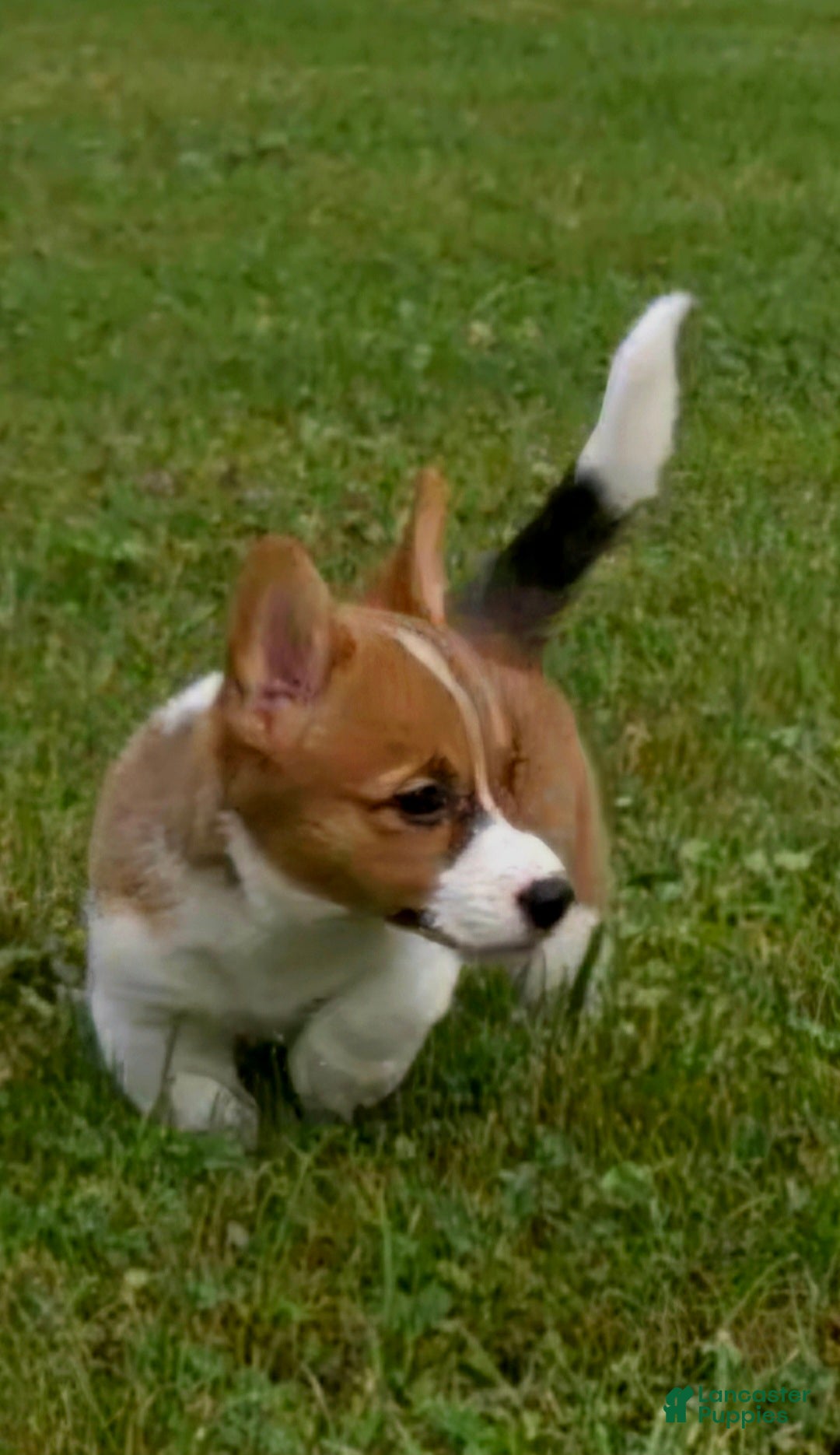 Mixed Breed dogs Callisto - Ad 2