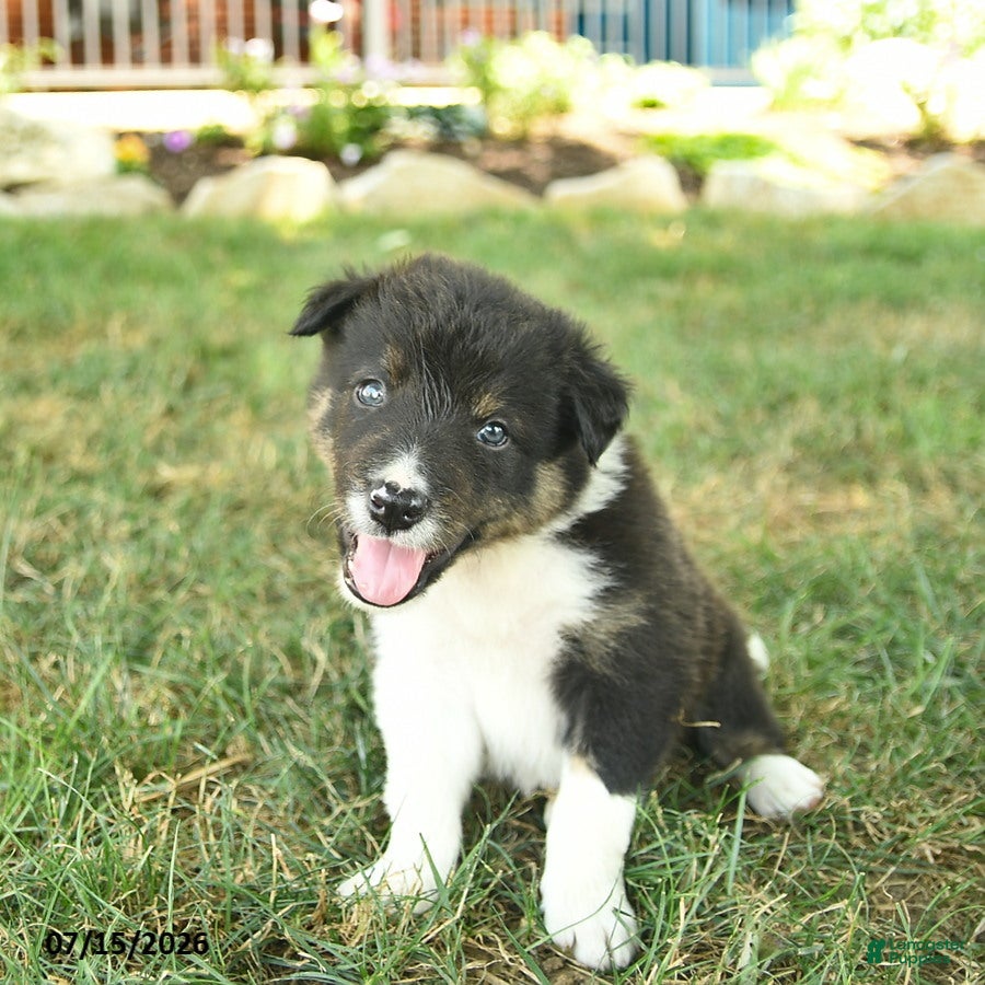Border Collie dogs Happy   - Ad 2