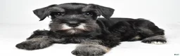 Miniature Schnauzer dogs for sale: Joey - Ad 6