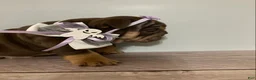 English Bulldog dogs for sale: Brown Betty - Ad 3