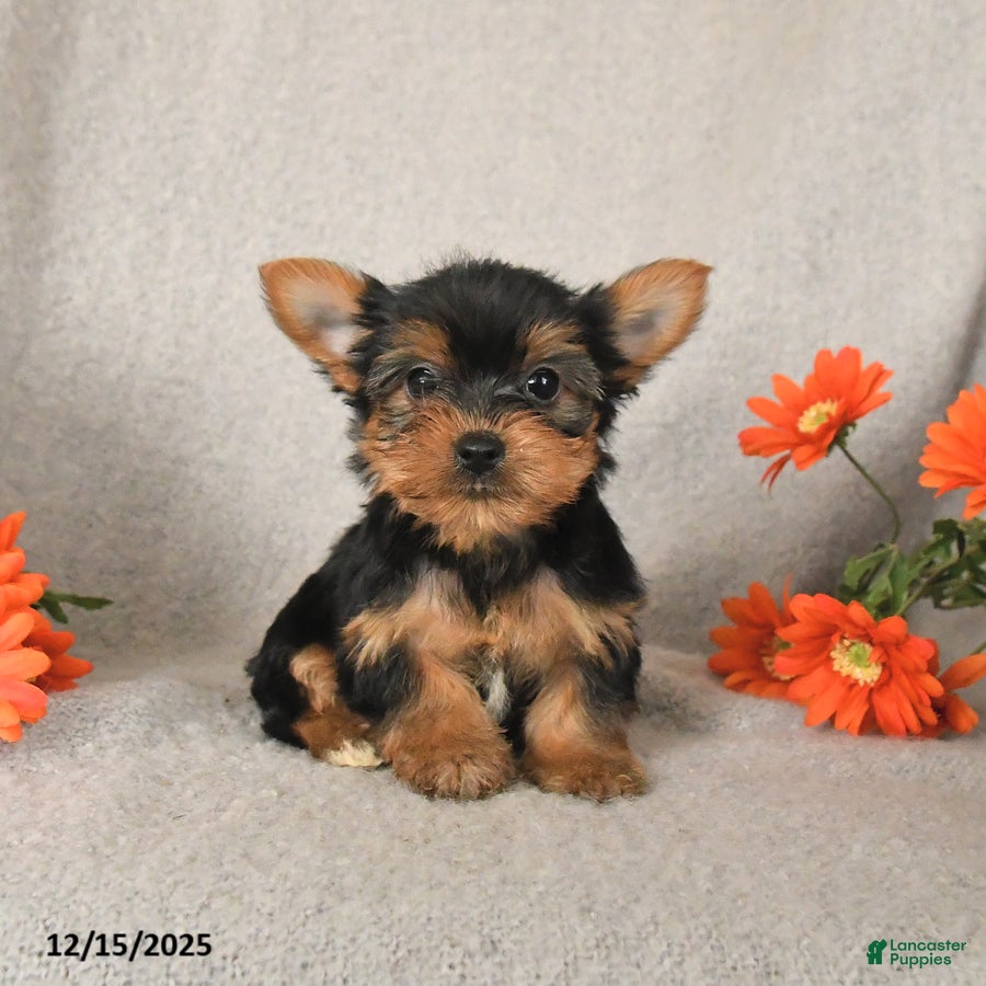 Yorkshire Terrier dogs Candy - Ad 38