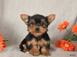 Yorkshire Terrier dogs Candy - Ad 11