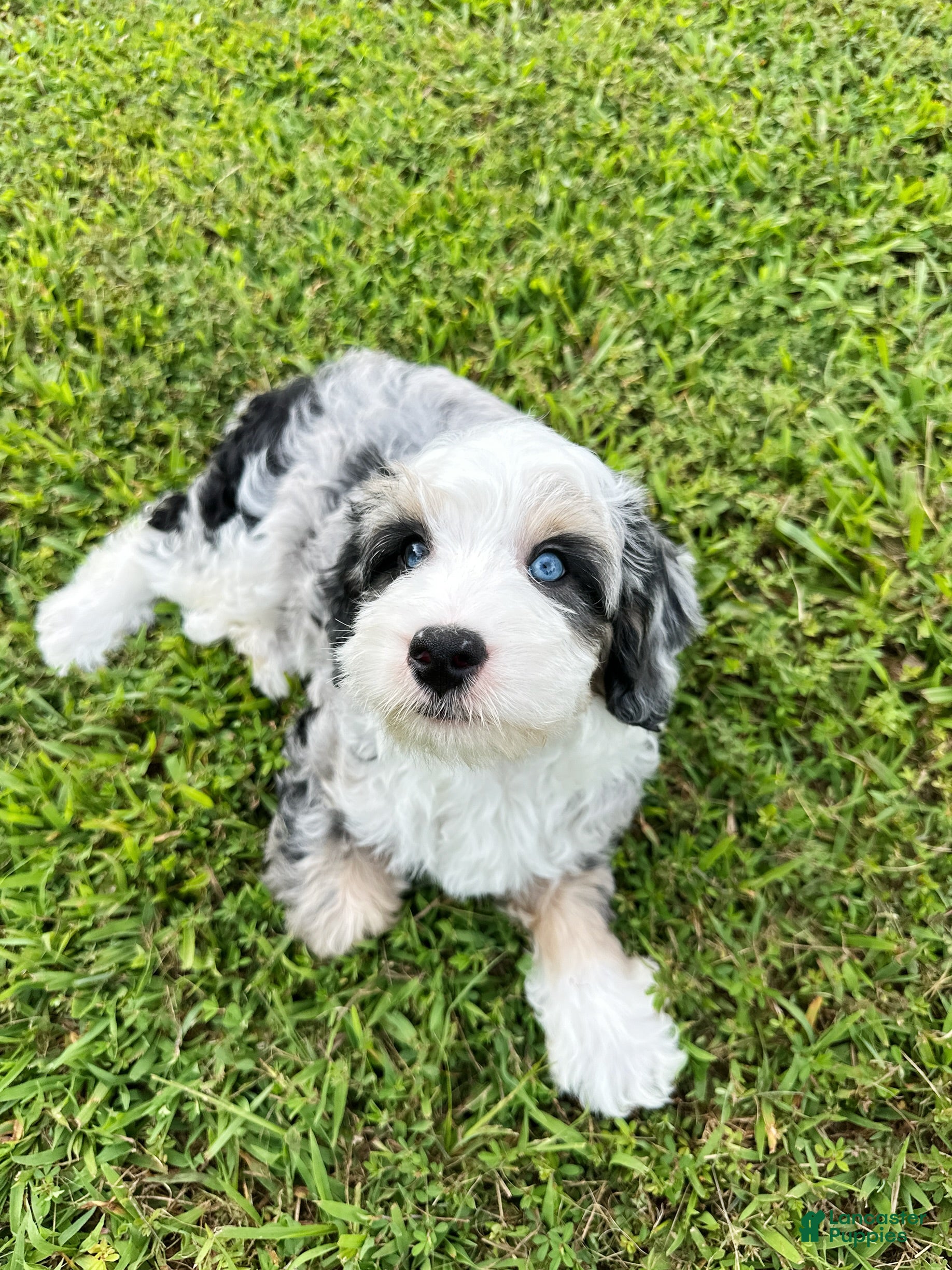 Mini Bernedoodle dogs 🏝️ 🌊 CABANA 🌊 🏝️  - Ad 1