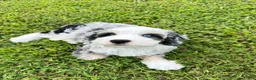 Mini Bernedoodle dogs for sale: 🏝️ 🌊 CABANA 🌊 🏝️  - Ad 1