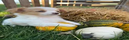 Chihuahua dogs for sale: Addy - Ad 3