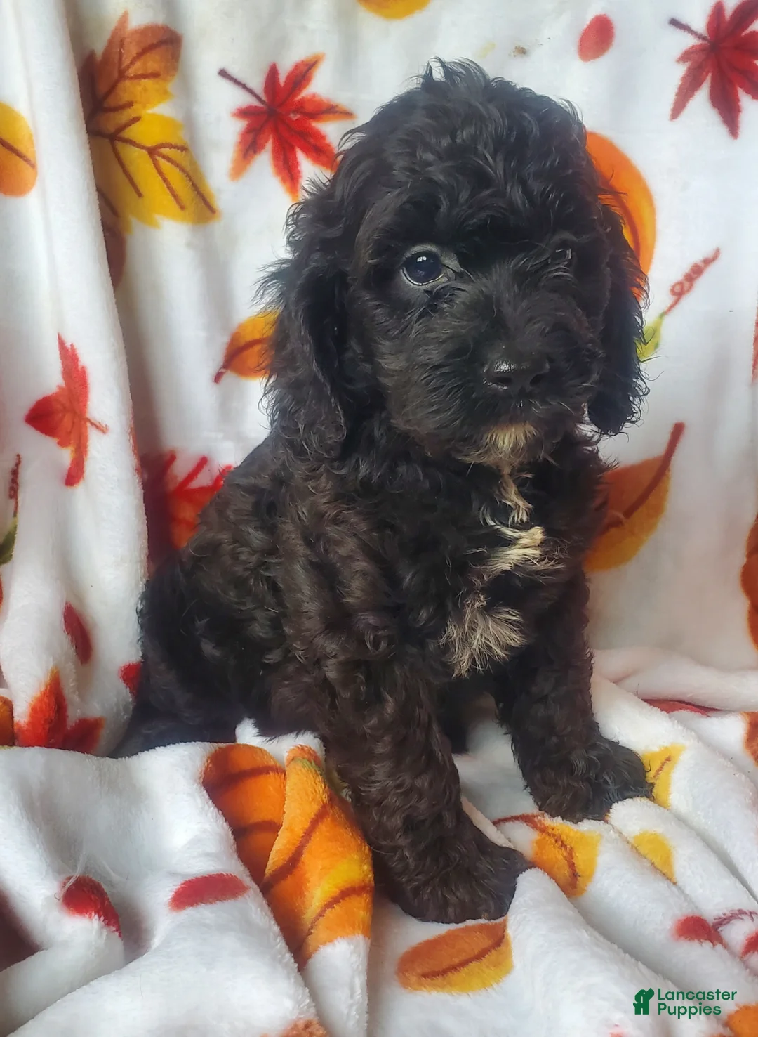 Cockapoo dogs for sale: Gina - Ad 1