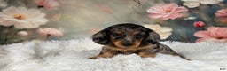Miniature Dachshund dogs for sale: AKC-Maggie - Ad 4