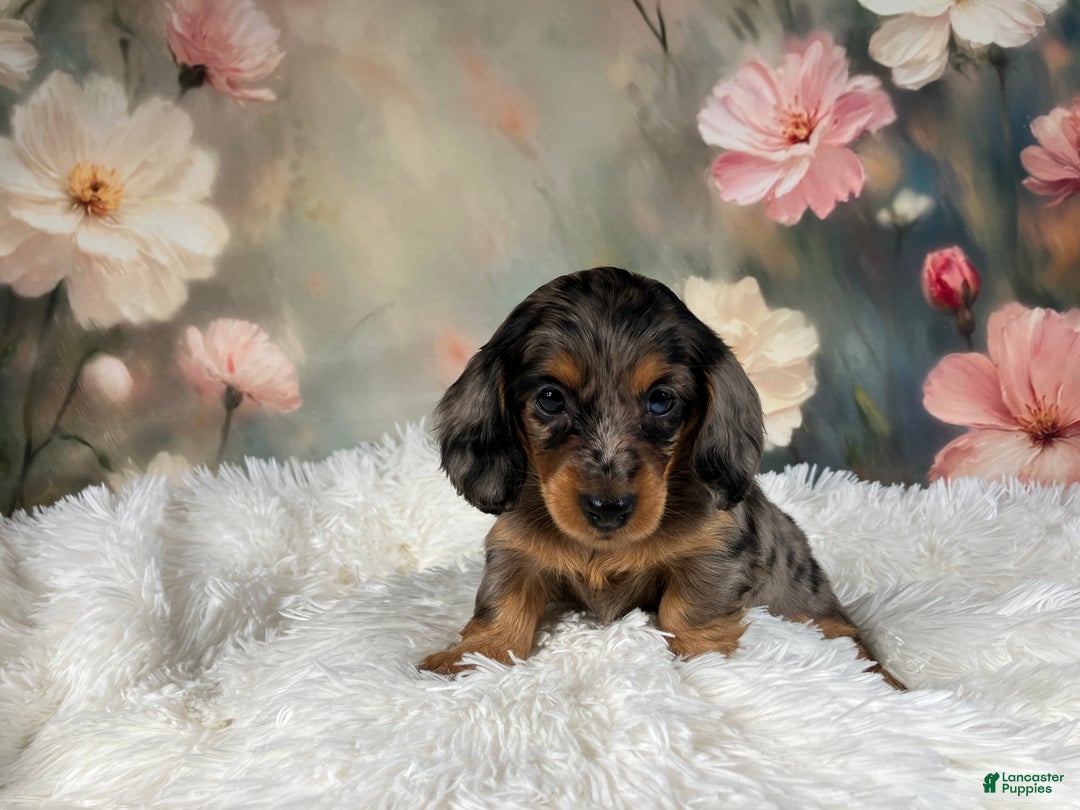 Miniature Dachshund dogs for sale: AKC-Maggie - Ad 4