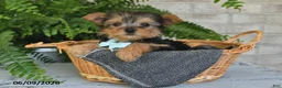 Yorkshire Terrier dogs for sale: Bo - Ad 3