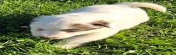 Great Pyrenees dogs for sale: John - Ad 5