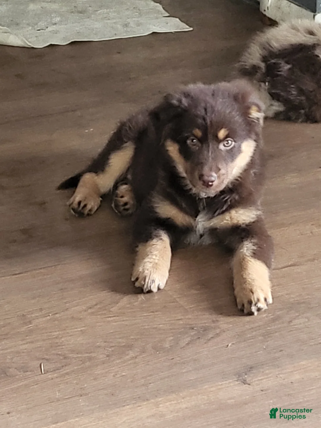 Mixed Breed dogs for sale: Princess  - Ad 2