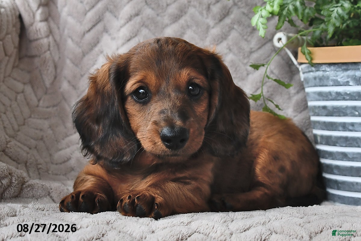 Miniature Dachshund dogs Chucky - Ad 2