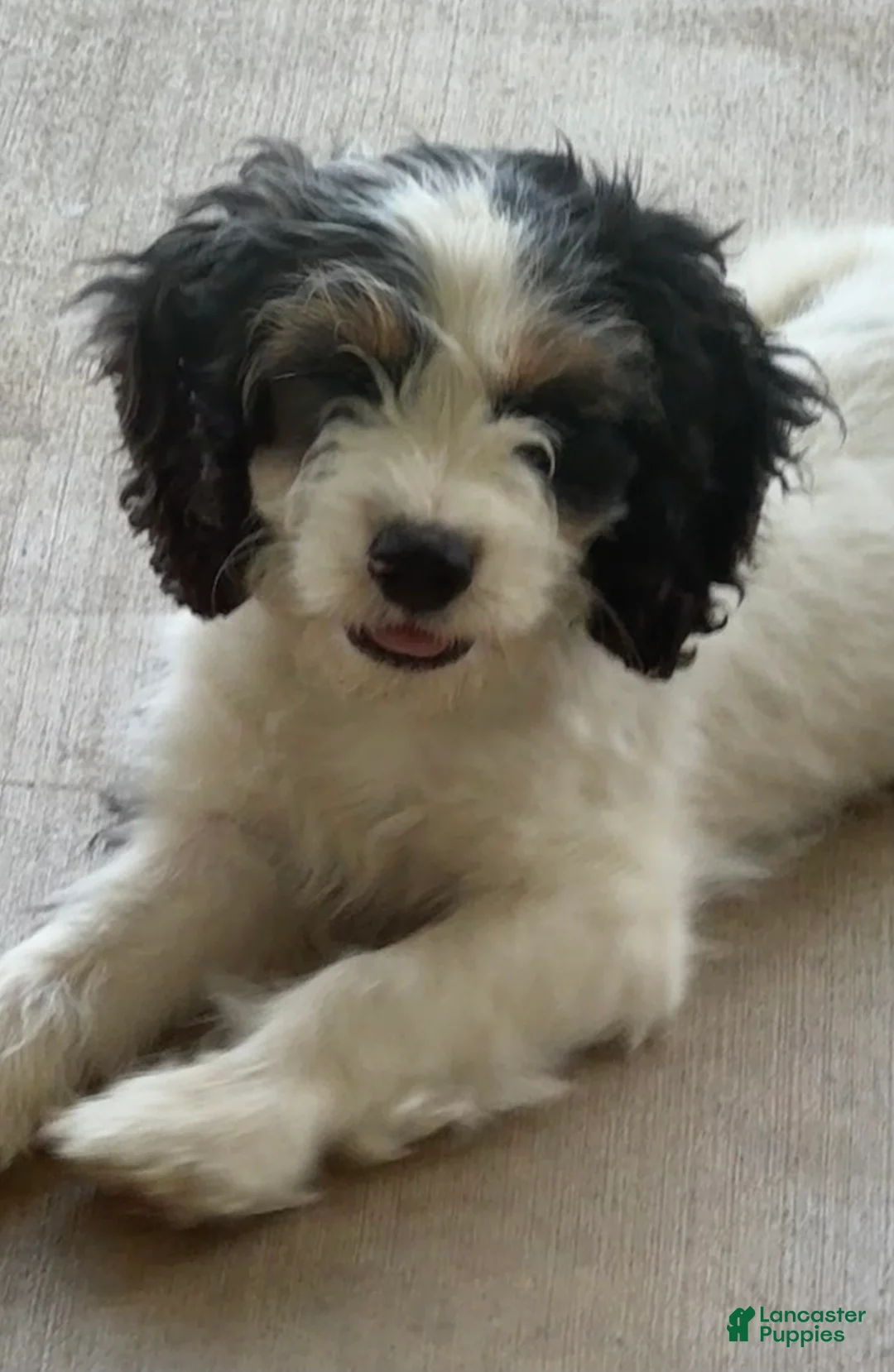 Cockapoo dogs for sale: Pal - Ad 2