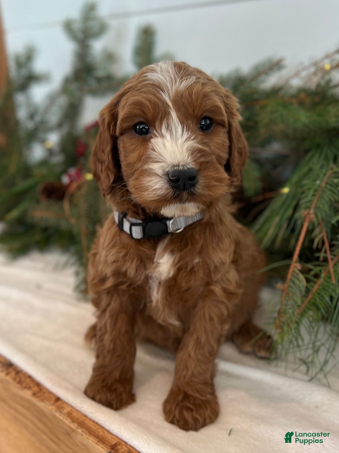 Irish Doodle dogs for sale: Asher - Ad 9
