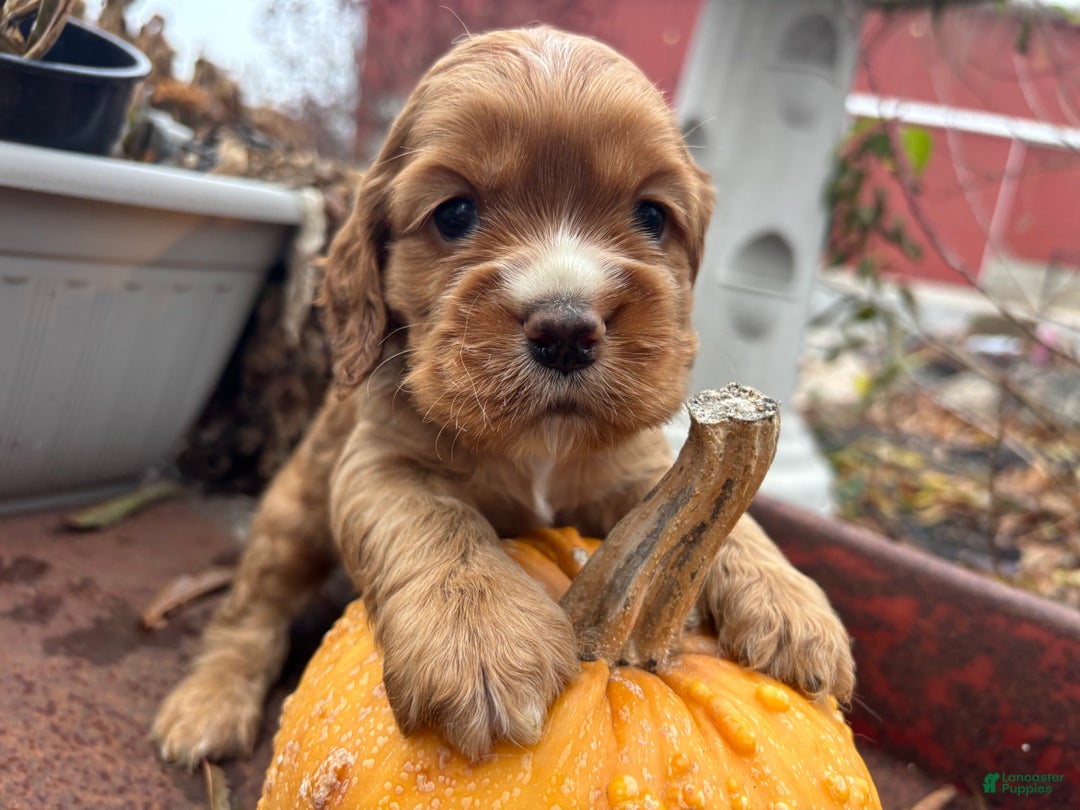 Cocker Spaniel dogs for sale: Dusty - Ad 2