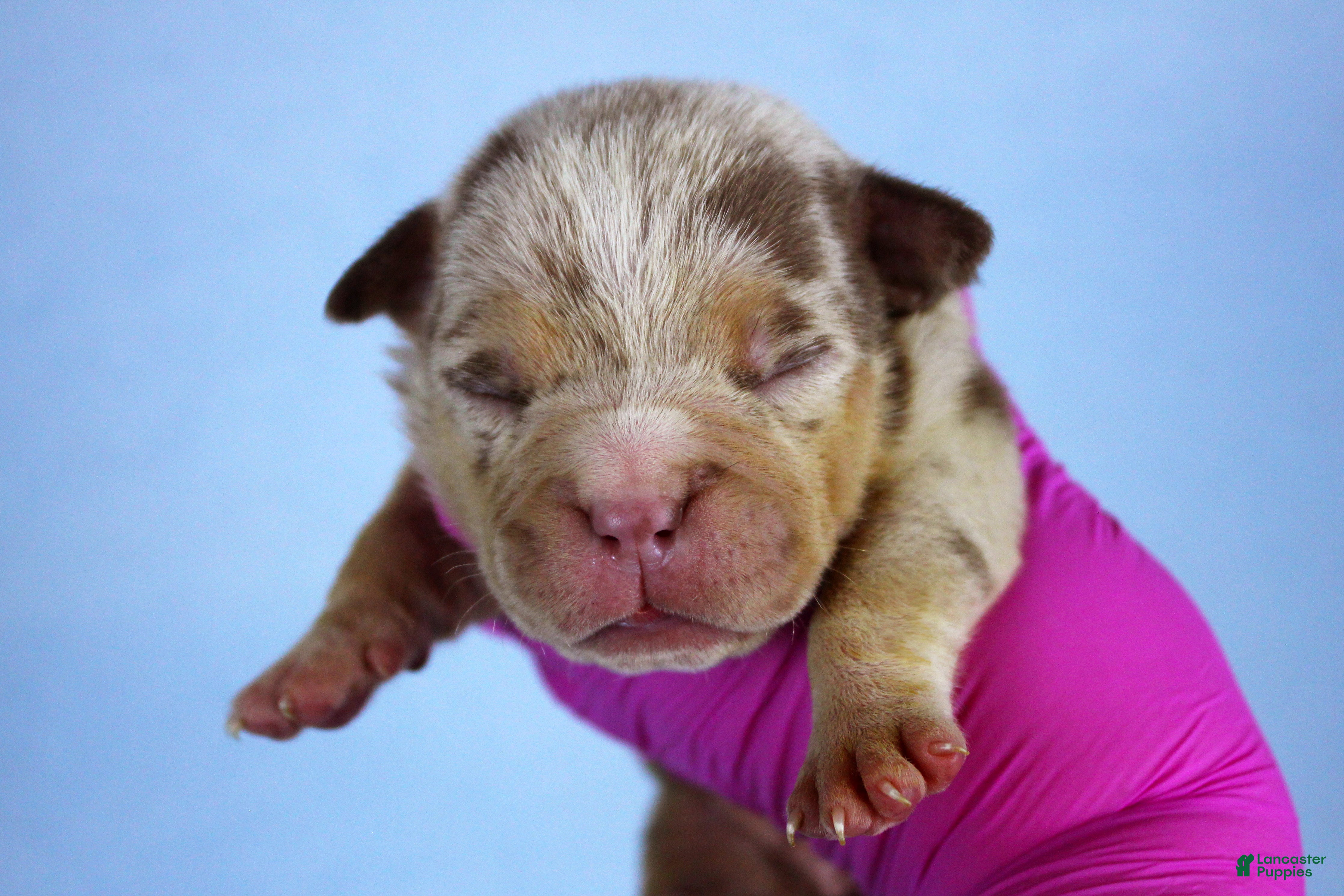 American Bully dogs Chocolate Tri Merle Female - Ad 2