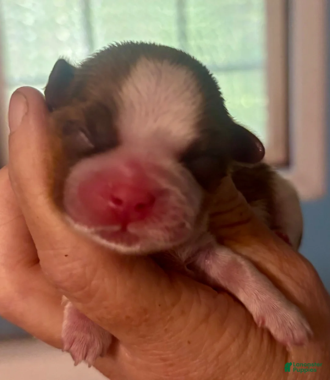 Shih Tzu dogs for sale: Shih Tzu Puppy 4 - Ad 1