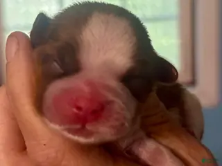 Shih Tzu dogs Shih Tzu Puppy 4 - Ad 15