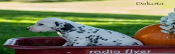 Dalmatian dogs for sale: Dakota - Ad 3