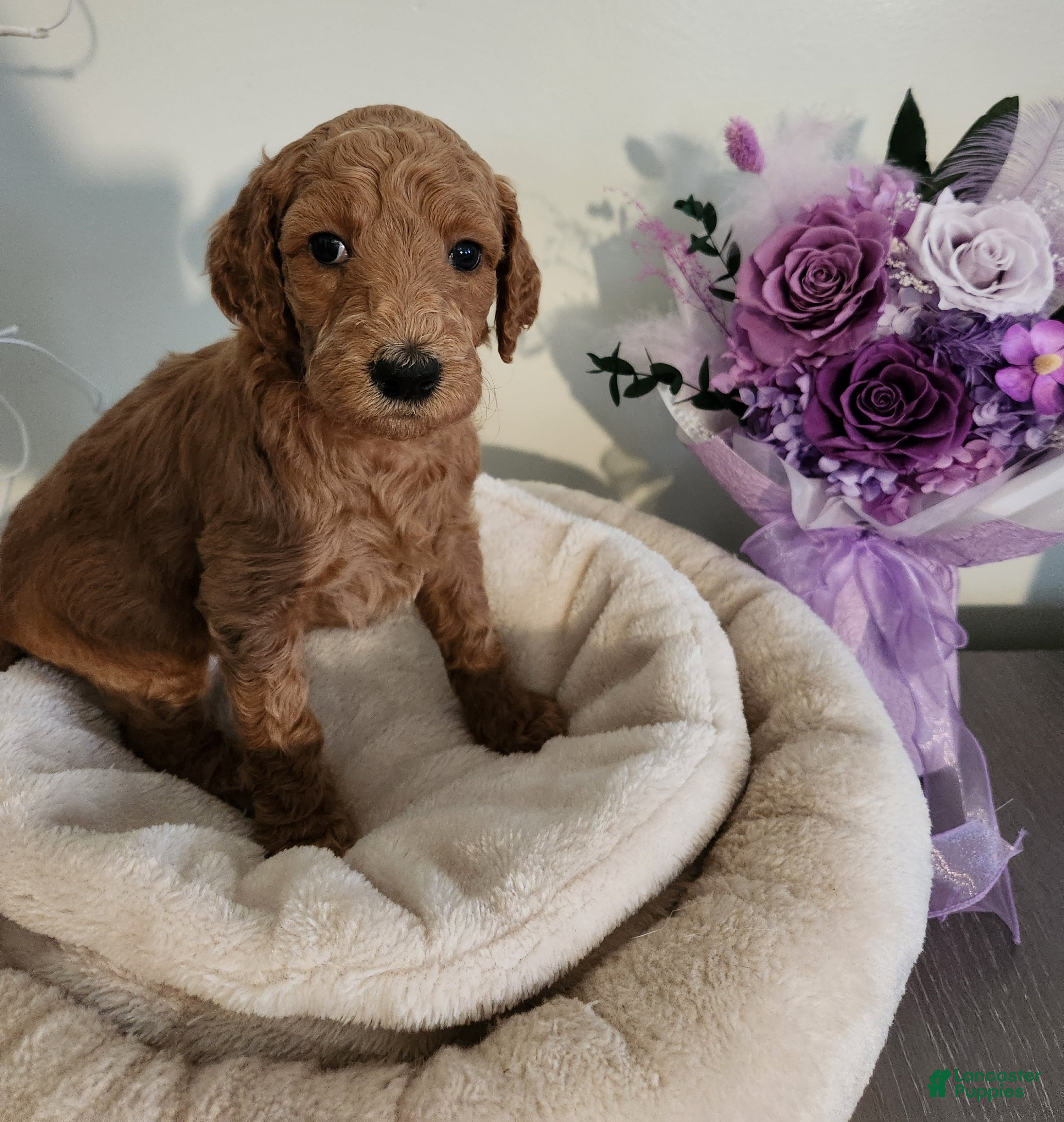 Standard Poodle dogs Sasha - Ad 24
