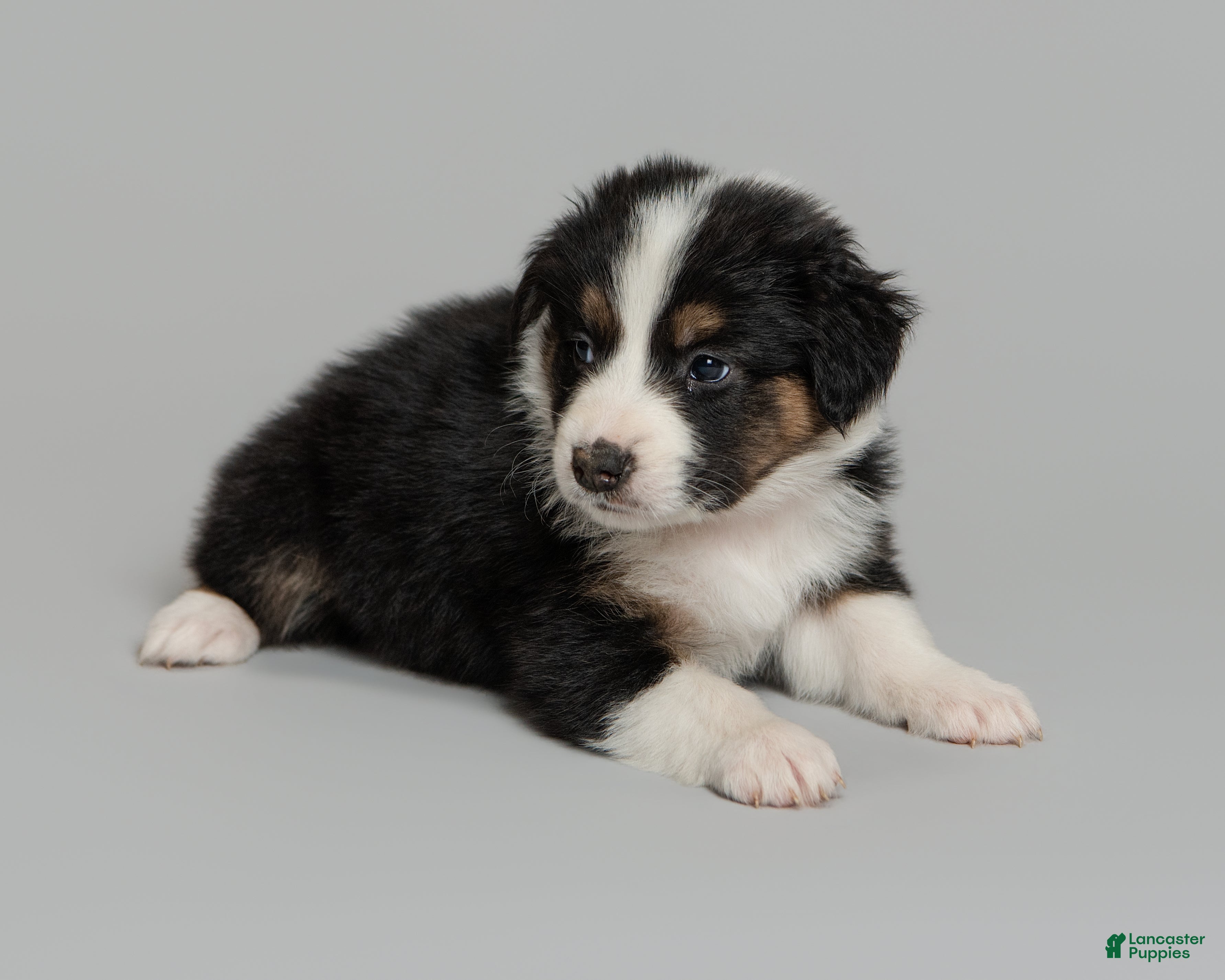 Australian Shepherd dogs Mae - Ad 1