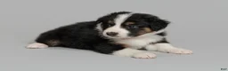 Australian Shepherd dogs for sale: Mae - Ad 1
