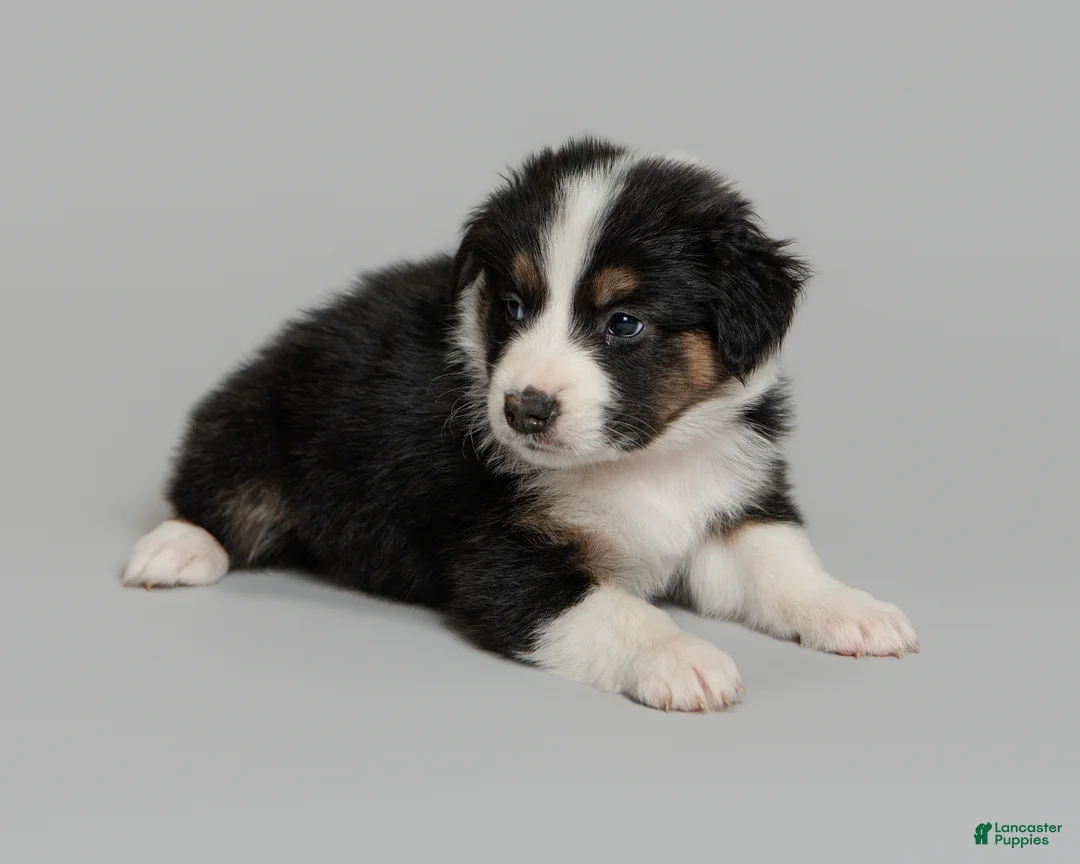 Australian Shepherd dogs for sale: Mae - Ad 1