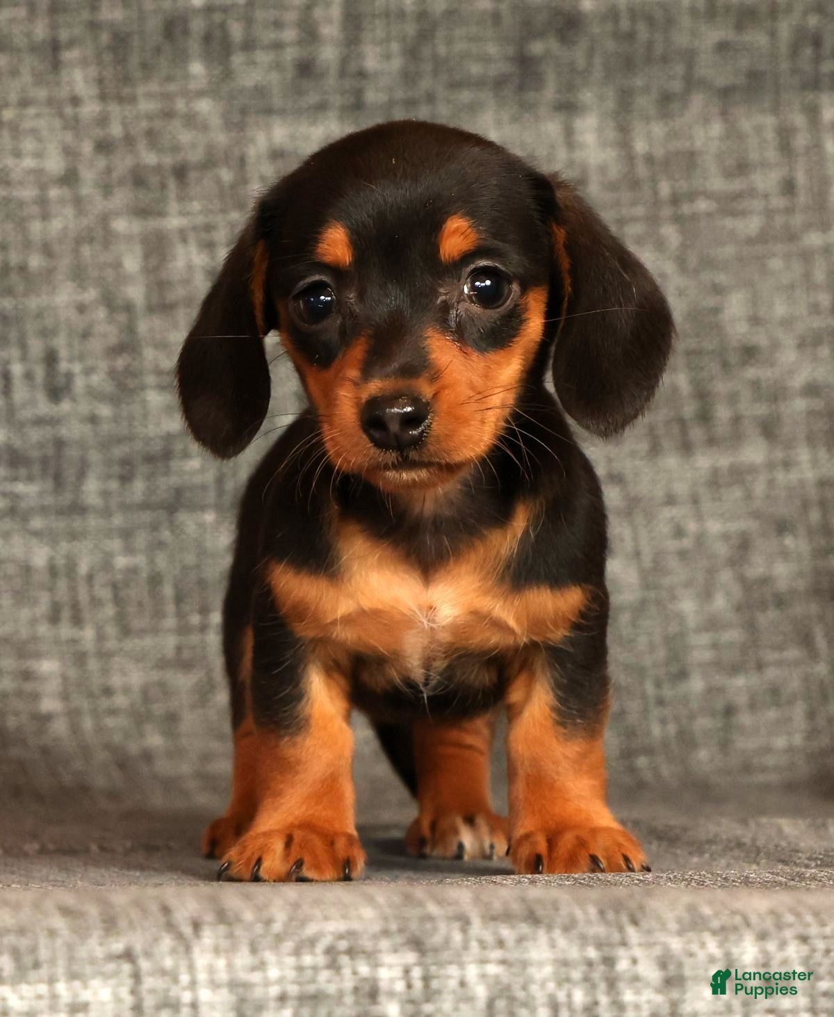 Miniature Dachshund dogs Annie - Ad 2