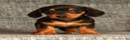 Miniature Dachshund dogs for sale: Annie - Ad 2