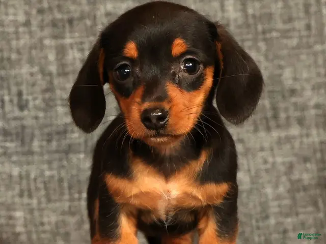 Miniature Dachshund dogs for sale: Annie - Ad 2