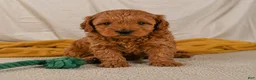 Cavapoo dogs for sale: Jasper - Ad 1