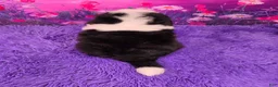 Mini Bernedoodle dogs for sale: Orville - Ad 4