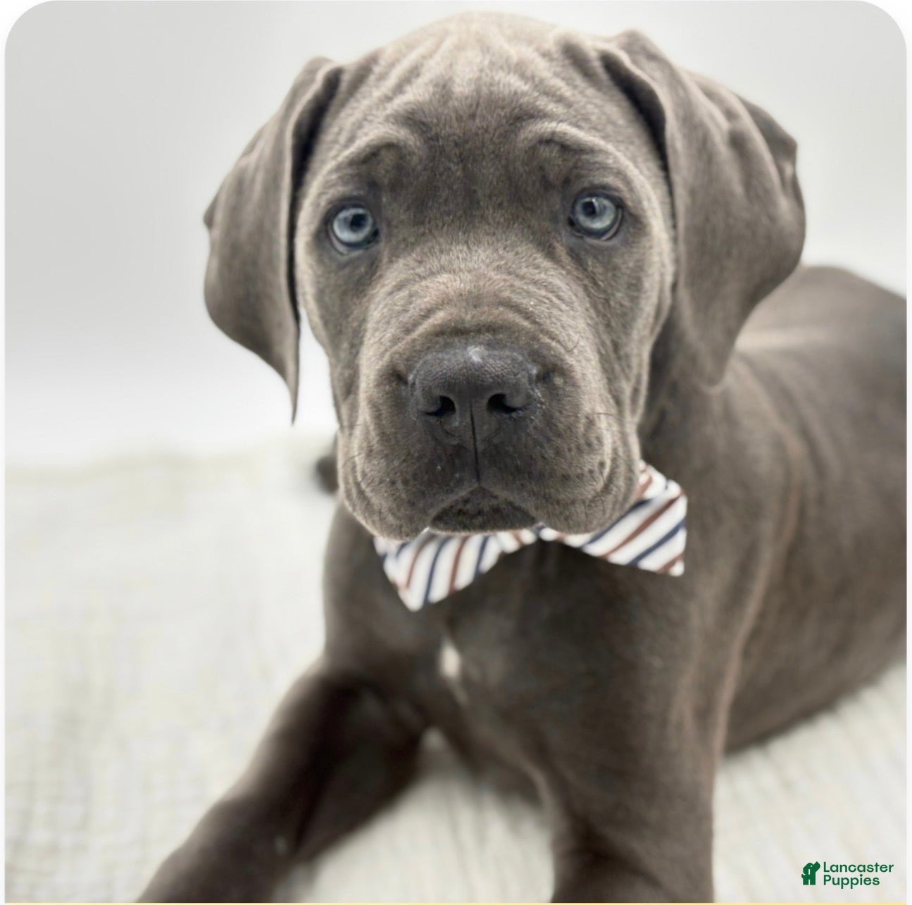 Cane Corso dogs Cane Corso Puppy 1 - Ad 11