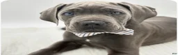 Cane Corso dogs for sale: Cane Corso Puppy 1 - Ad 1