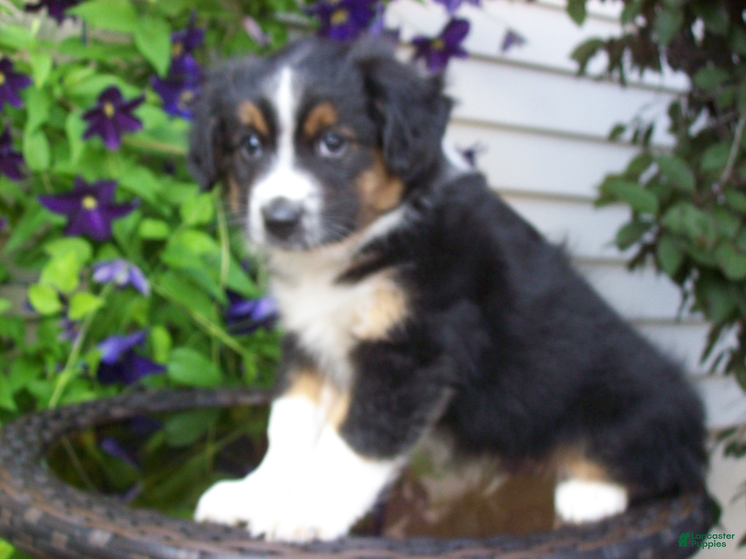 Miniature Australian Shepherd dogs Muffin - Ad 1