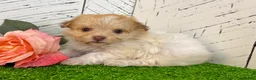 Havanese dogs for sale: Goldy - Ad 5
