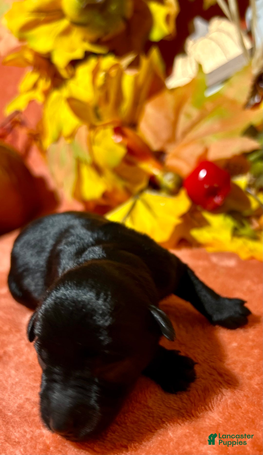 Miniature Schnauzer dogs for sale: Miniature Schnauzer Puppy 4 - Ad 10