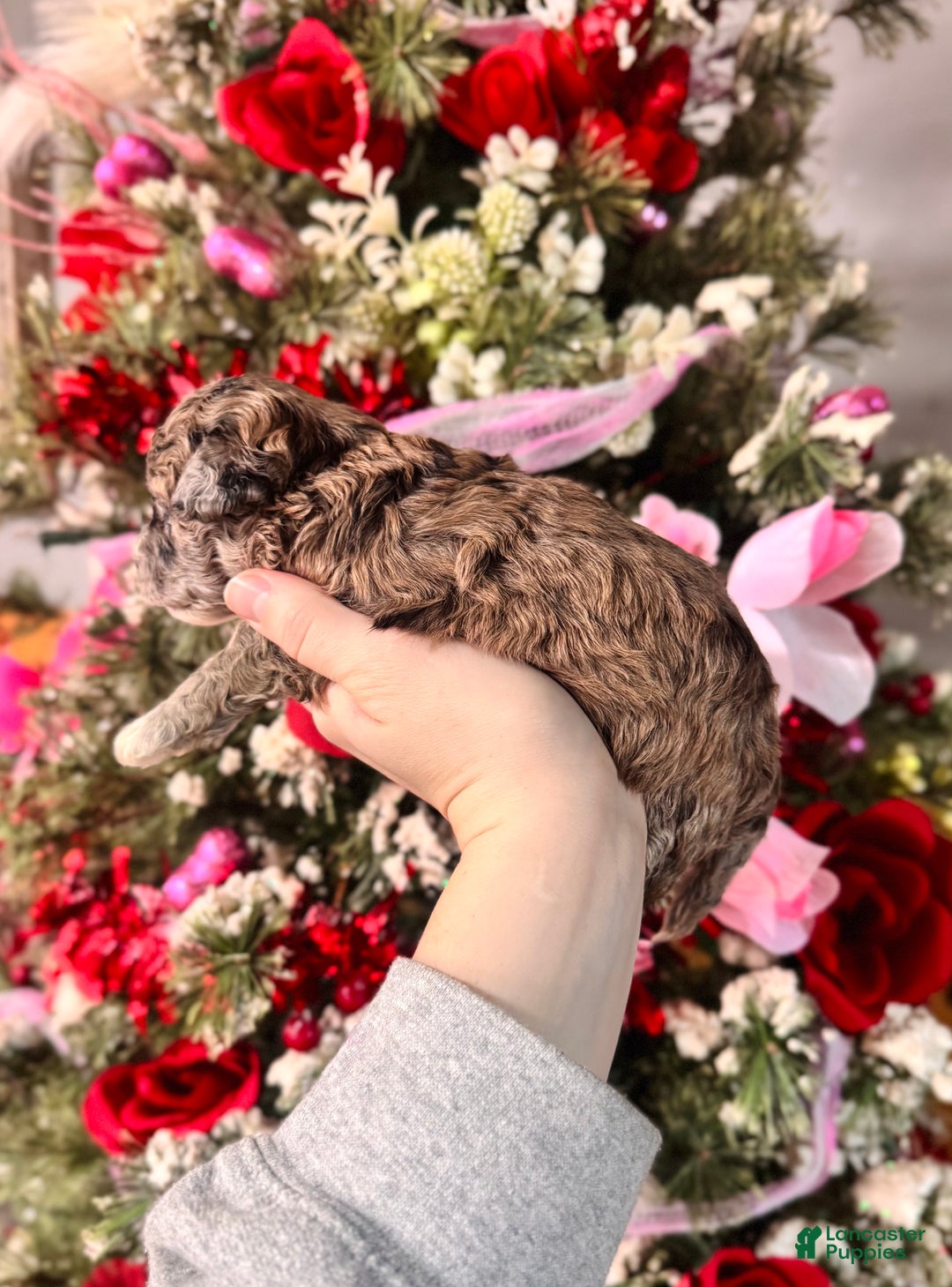 Cockapoo dogs for sale: Cockapoo Puppy 1 - Ad 4