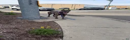 Cane Corso dogs for sale: Cane Corso 4 - Ad 9