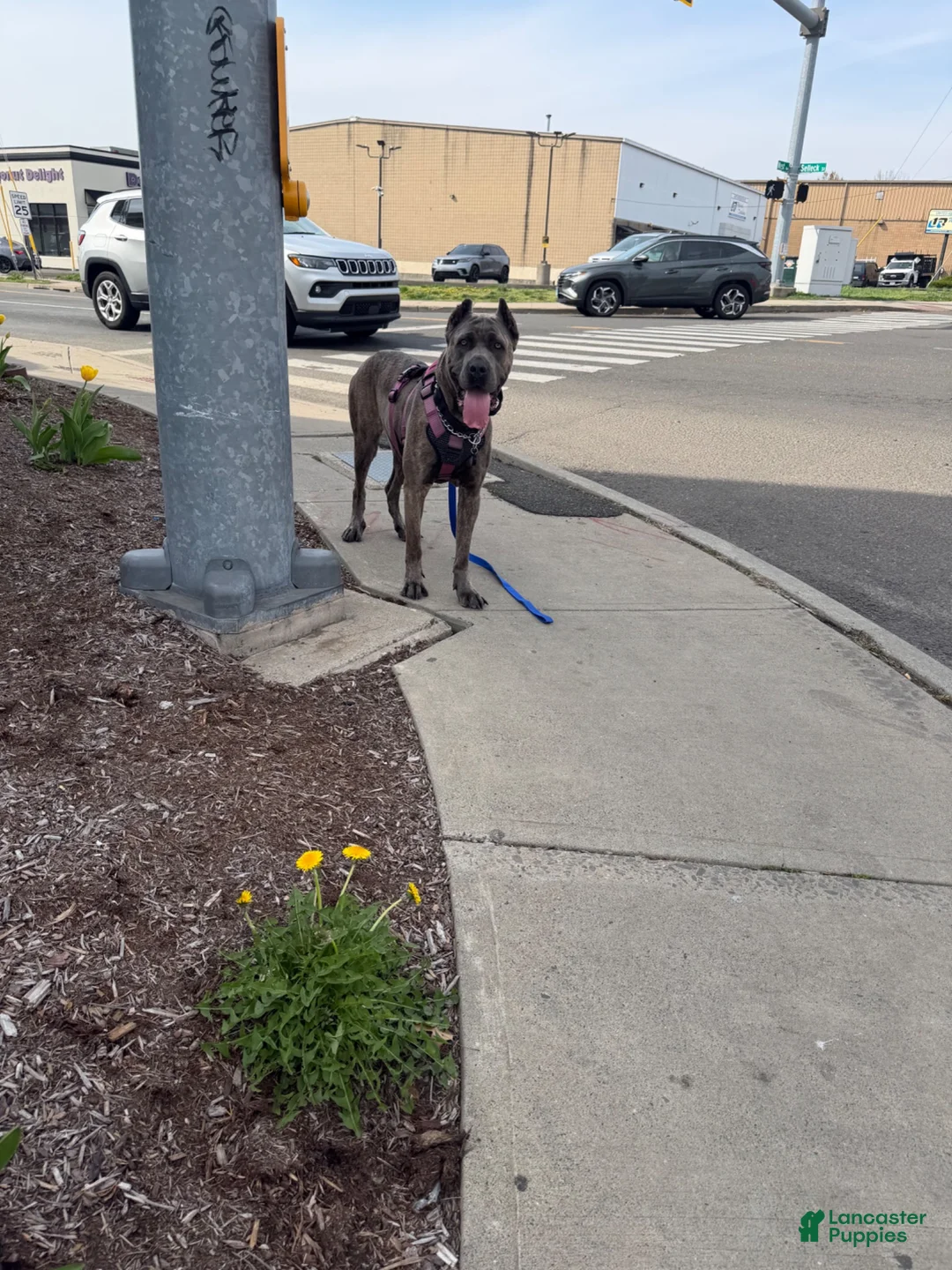 Cane Corso dogs for sale: Cane Corso 2 - Ad 6