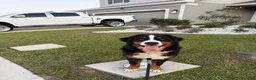 Bernese Mountain Dog dogs for sale: Bernese Mountain Dog Puppy 1 - Ad 4