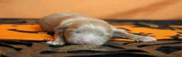 Havapoo dogs for sale: Athos  - Ad 1