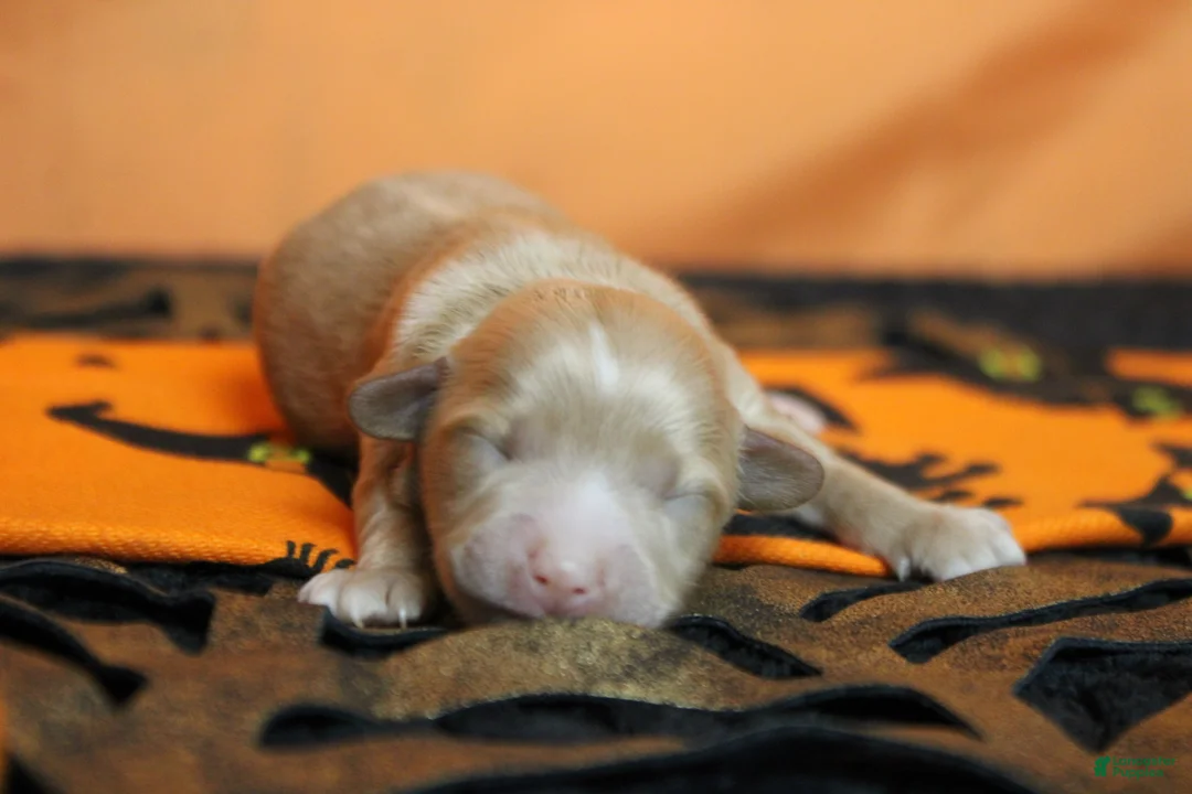 Havapoo dogs for sale: Athos  - Ad 1