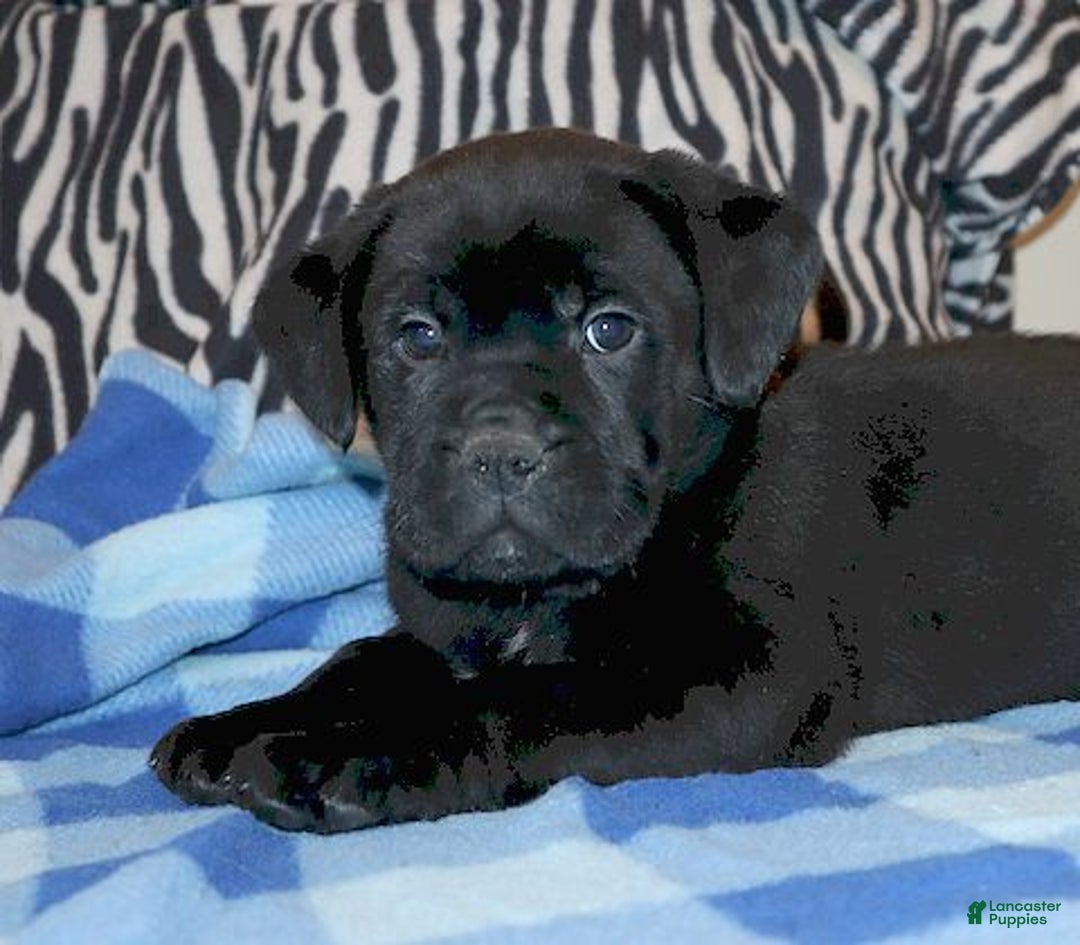 Mixed Breed dogs for sale: Zack  - Ad 2