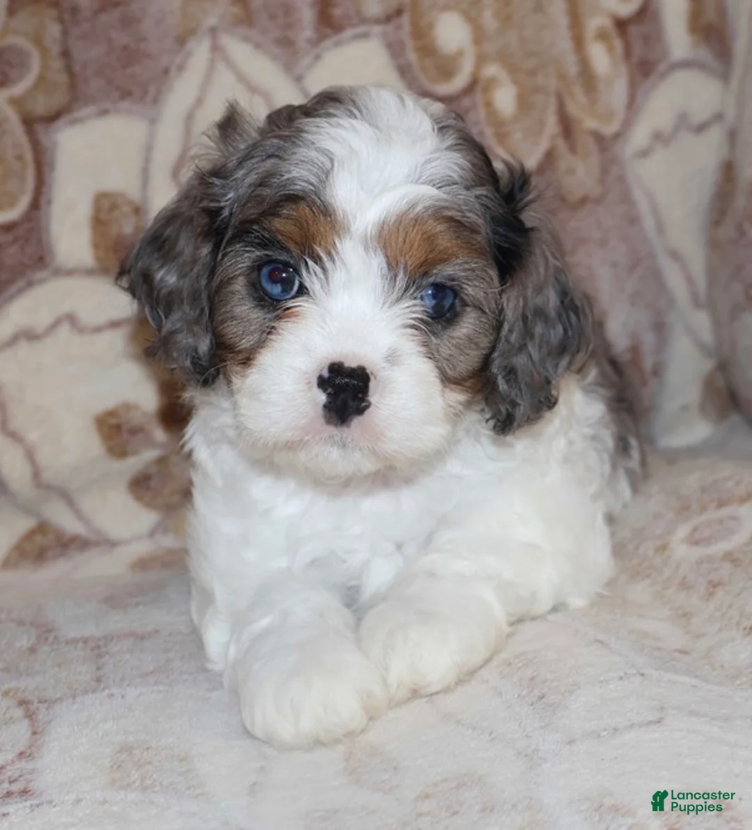 Cavapoo dogs for sale: Sophia  - Ad 1